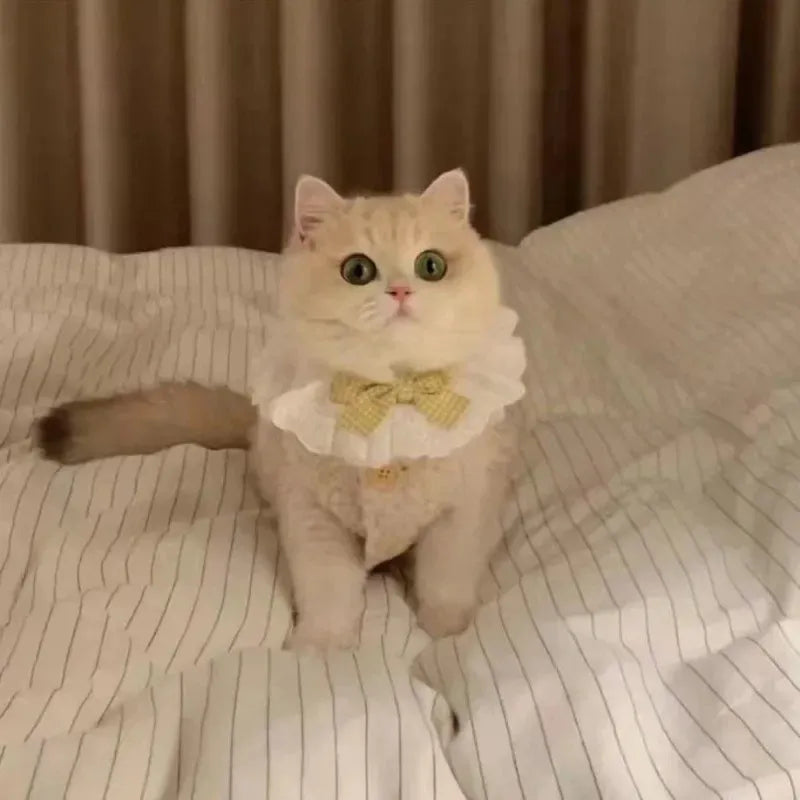 Colete Lambhair de Lã Macia – Miauverso