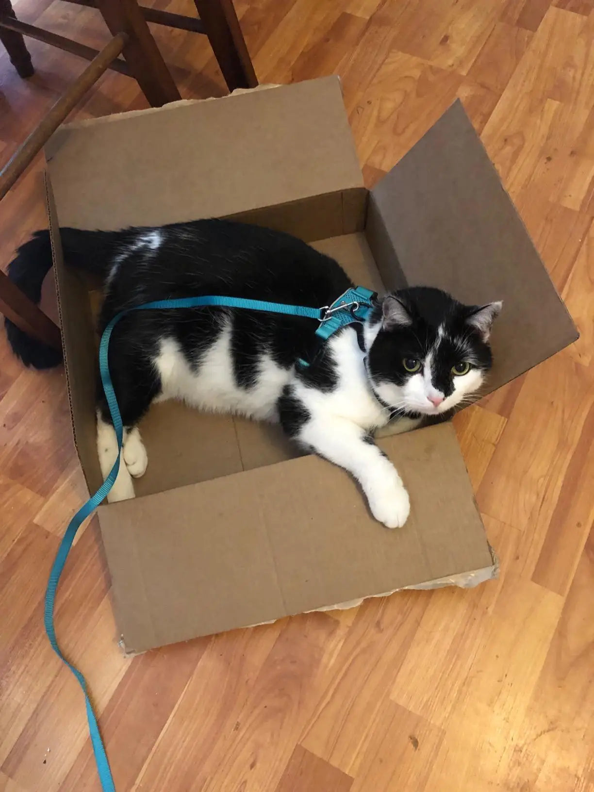 Arnês e trela para gatos para caminhar, arnês de colete ajustável macio à pr