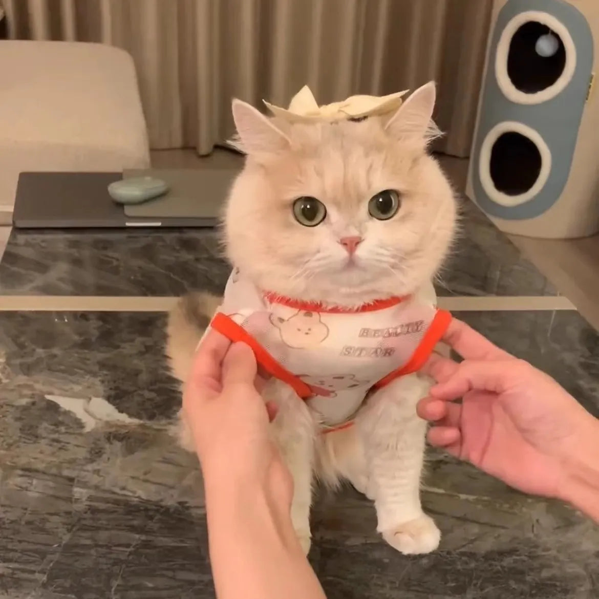 Colete Gradiente Dourado – Miauverso