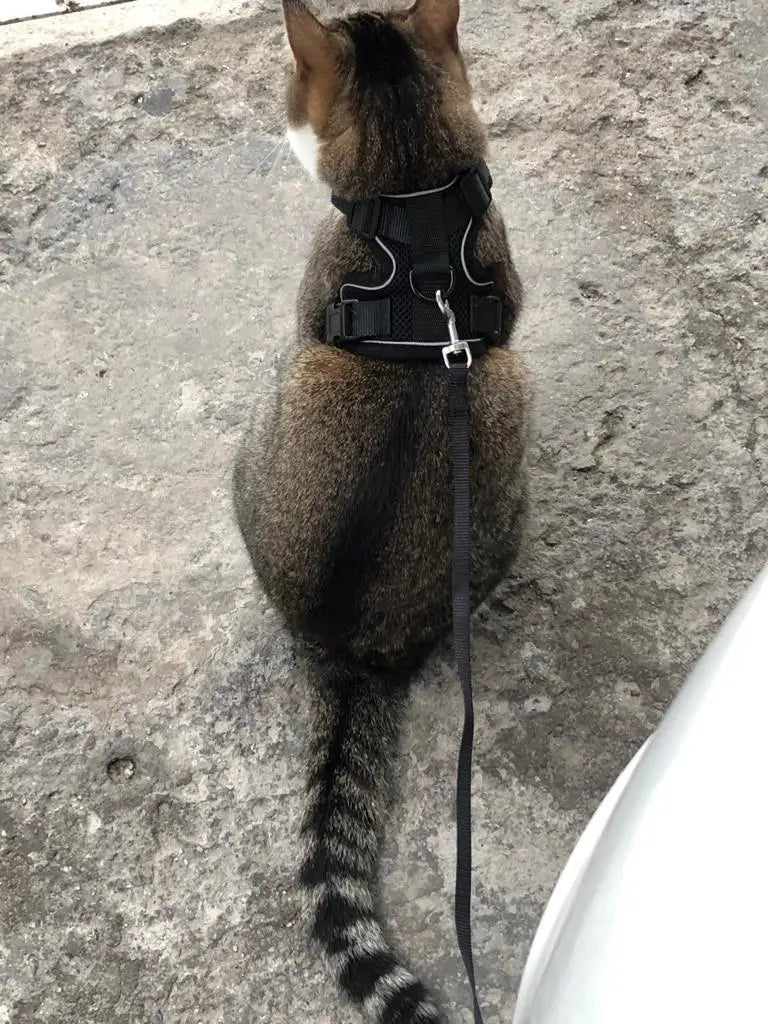 Arnês e trela para gatos para caminhar, arnês de colete ajustável macio à pr