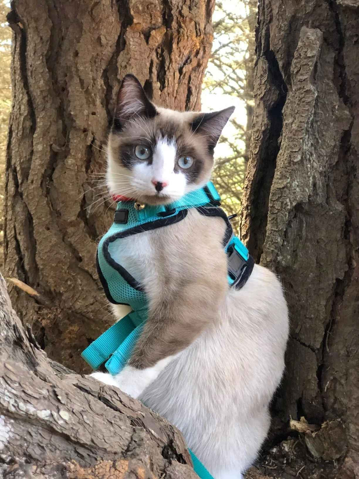 Arnês e trela para gatos para caminhar, arnês de colete ajustável macio à pr